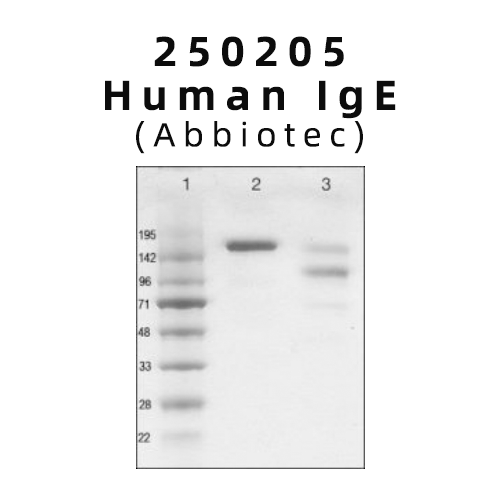 科研人必看！Abbiotec Human IgE：高純度免疫研究“黃金試劑”