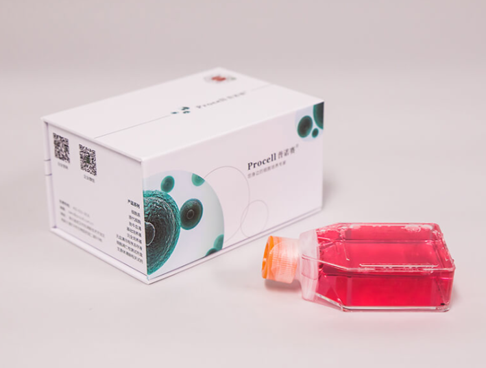 RAW 264.7（小鼠單核巨噬細(xì)胞白血病細(xì)胞）助力急性胰腺炎（AP）治療