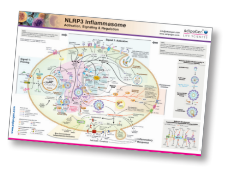 炎癥小體研究：從固有免疫到適應(yīng)性免疫-AdipoGen生命科學(xué)公司