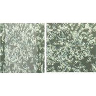 lewis/luc小鼠肺癌細胞-熒光主打