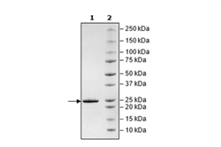 MCL1, His-Tag (Guinea Pig) Recombinant