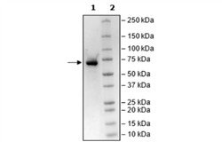 SARM1, FLAG-Tag Recombinant