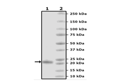 GPX4, FLAG-Tag Recombinant