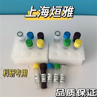 单链DNA环化试剂盒