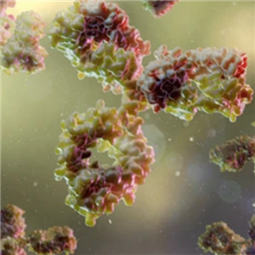 Mouse Anti-MMAE/F mAb (C12A1)