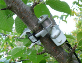 多通道小莖稈莖流測量系統(tǒng)