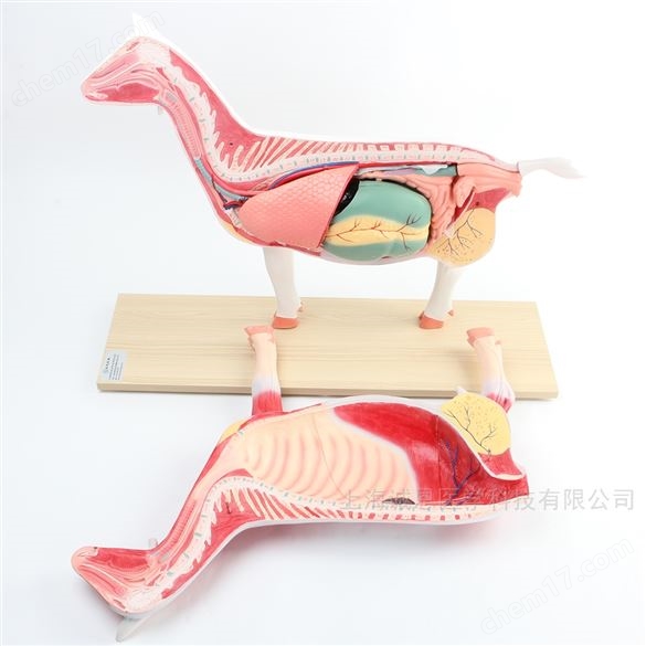 羊解剖模型