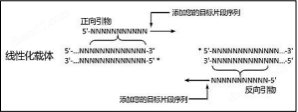 無縫克隆試劑盒-單片段