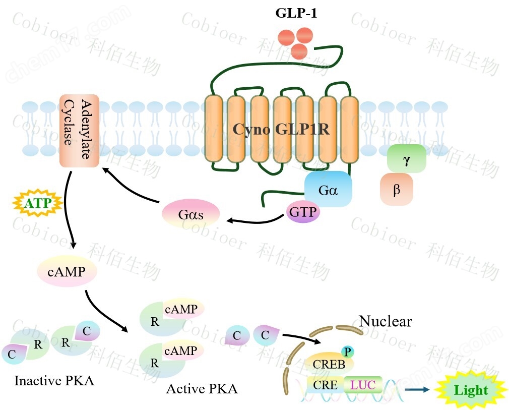 Cyno GLP1R/CRE-Luc/HEK293