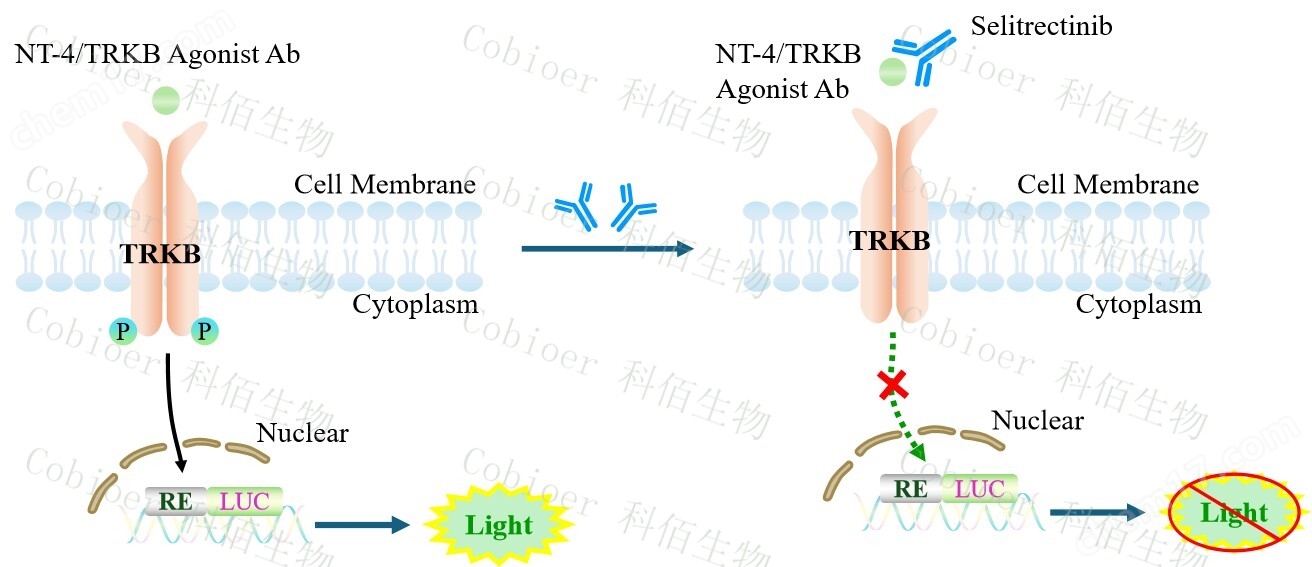 TRKB Effector Reporter Cell