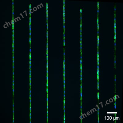 925cfbf631d49663ffaa6ffdae4d154e (1).png ibidi µ-Pattern 8孔腔室載玻片