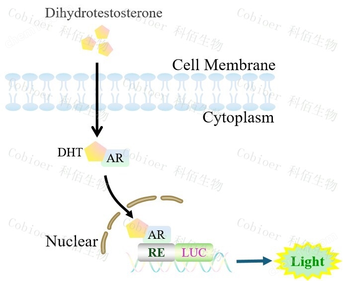 AR Reporter LNCAP Cell（DHT high sensitive）