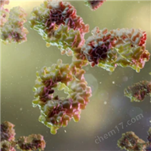 Mouse Anti-MMAE/F mAb (C12A1)