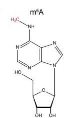 表观遗传学的分类