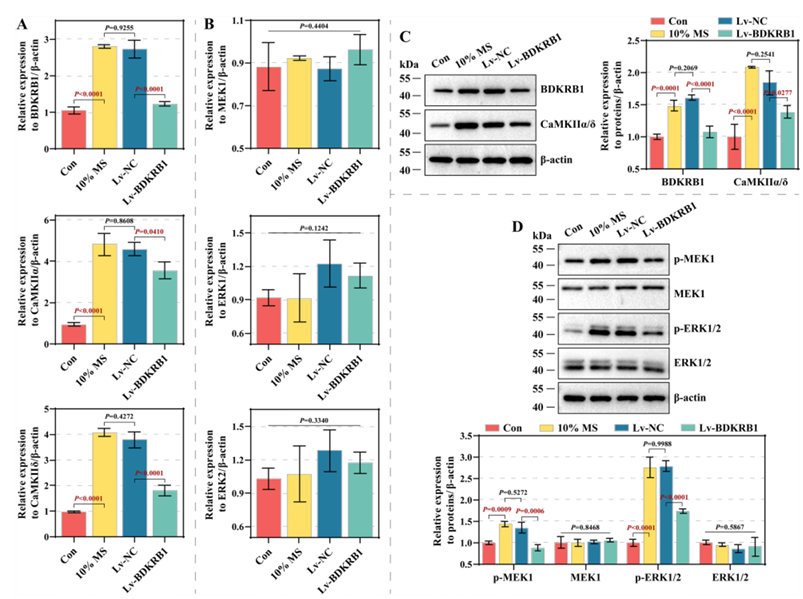机械应力经激活BDKRB1-ERK轴促进钙内流和肺泡上皮细胞的生长