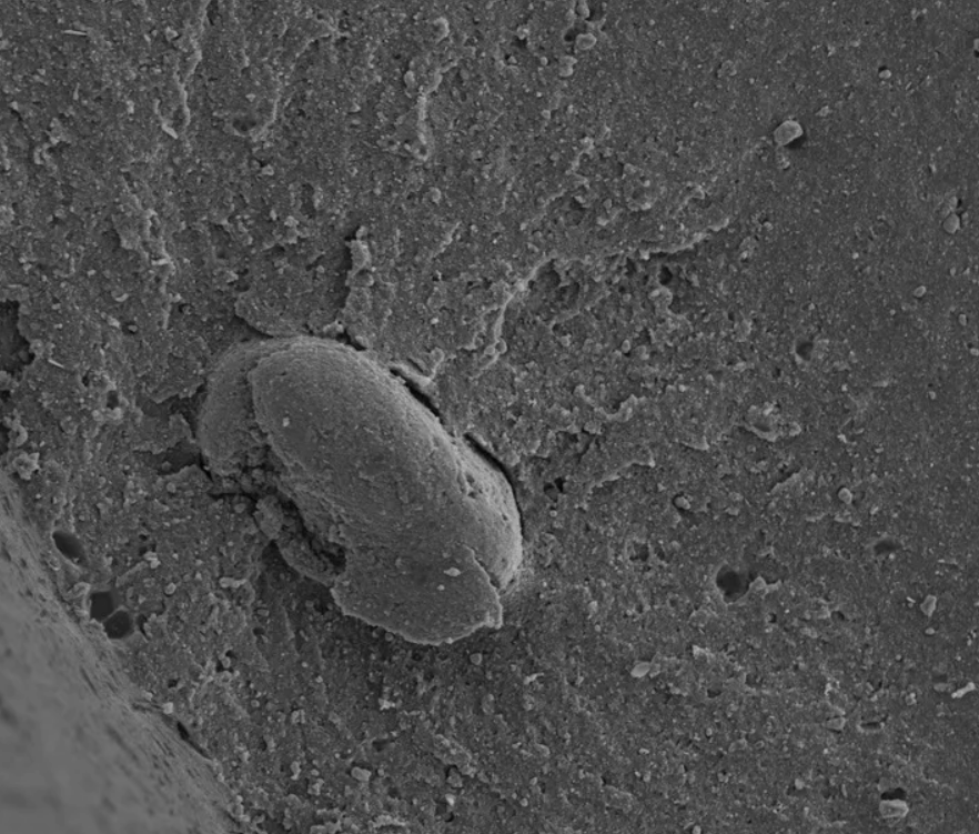 全新升級 重磅發布丨ATR8800共聚焦顯微拉曼光譜成像系統（2026款）