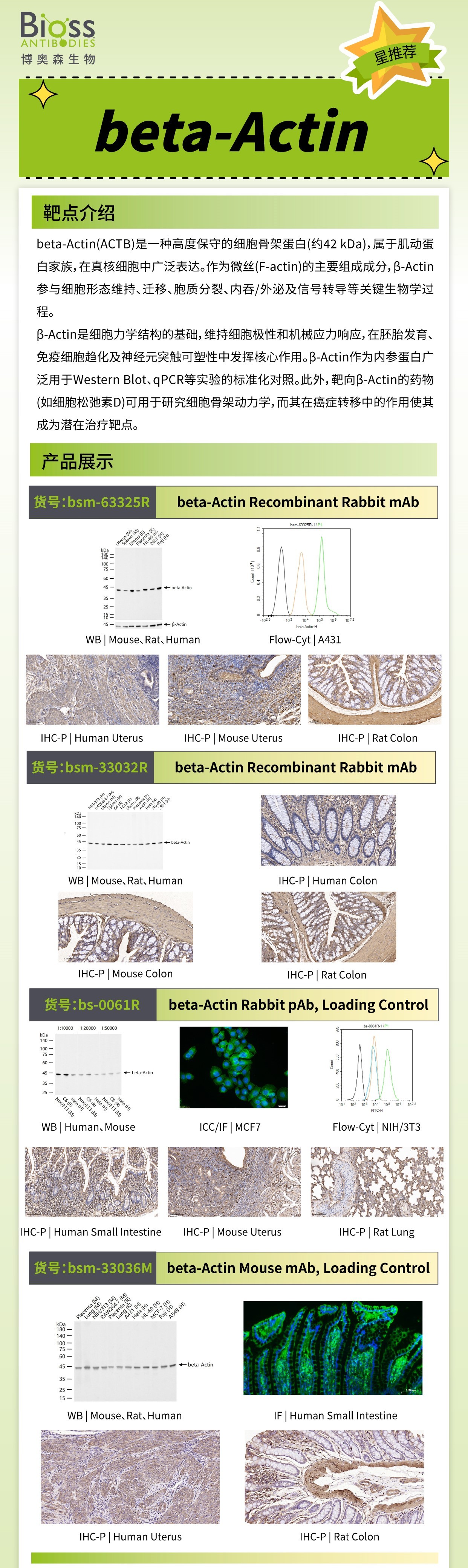 beta-Actin v1.jpg beta-Actin v1.jpg