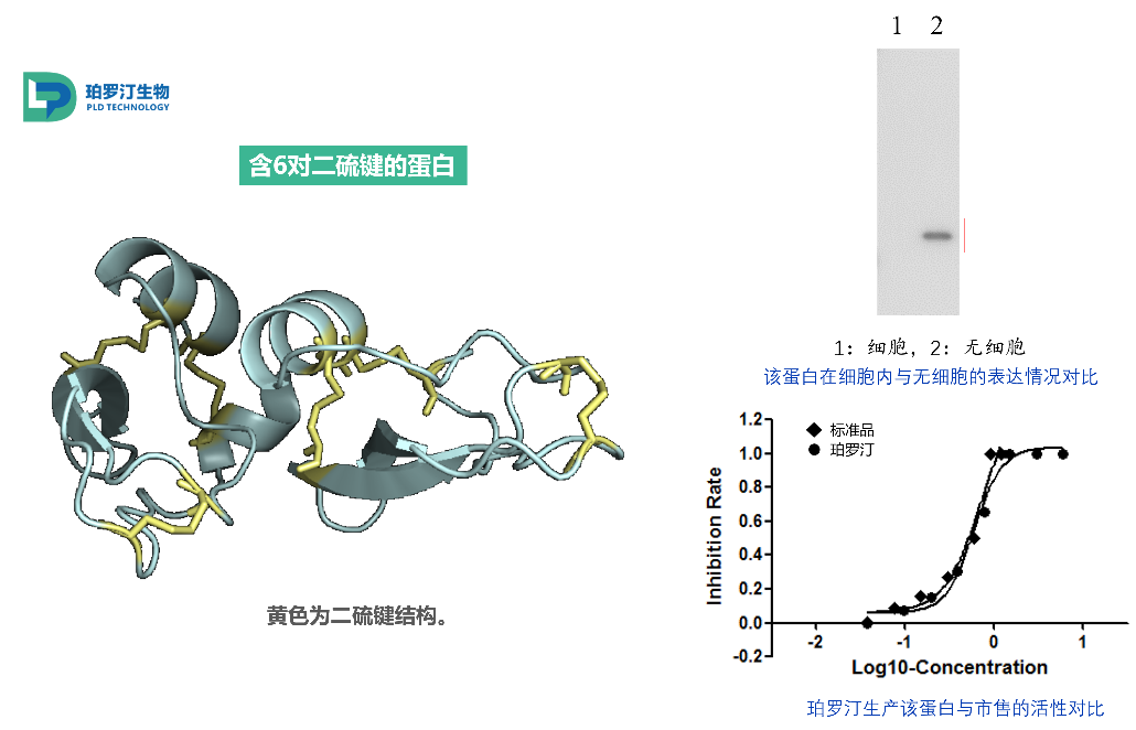 “不開外掛,也能有二硫鍵