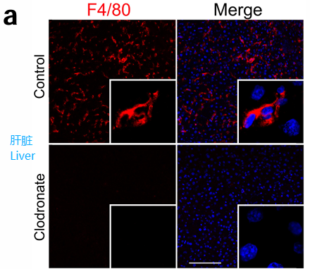 image.png 氯膦酸鹽脂質(zhì)體clodronateliposomes清除肝臟脾臟巨噬細(xì)胞驗(yàn)證解決方案