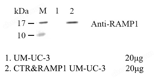 WB-71571.jpg CTR&RAMP1 UM-UC-3