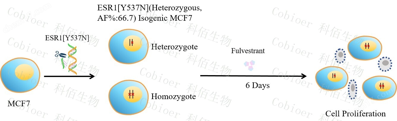 原理-M0020.jpg ESR1Y537N(Heterozygous,AF%:66.7)Isogenic MCF7
