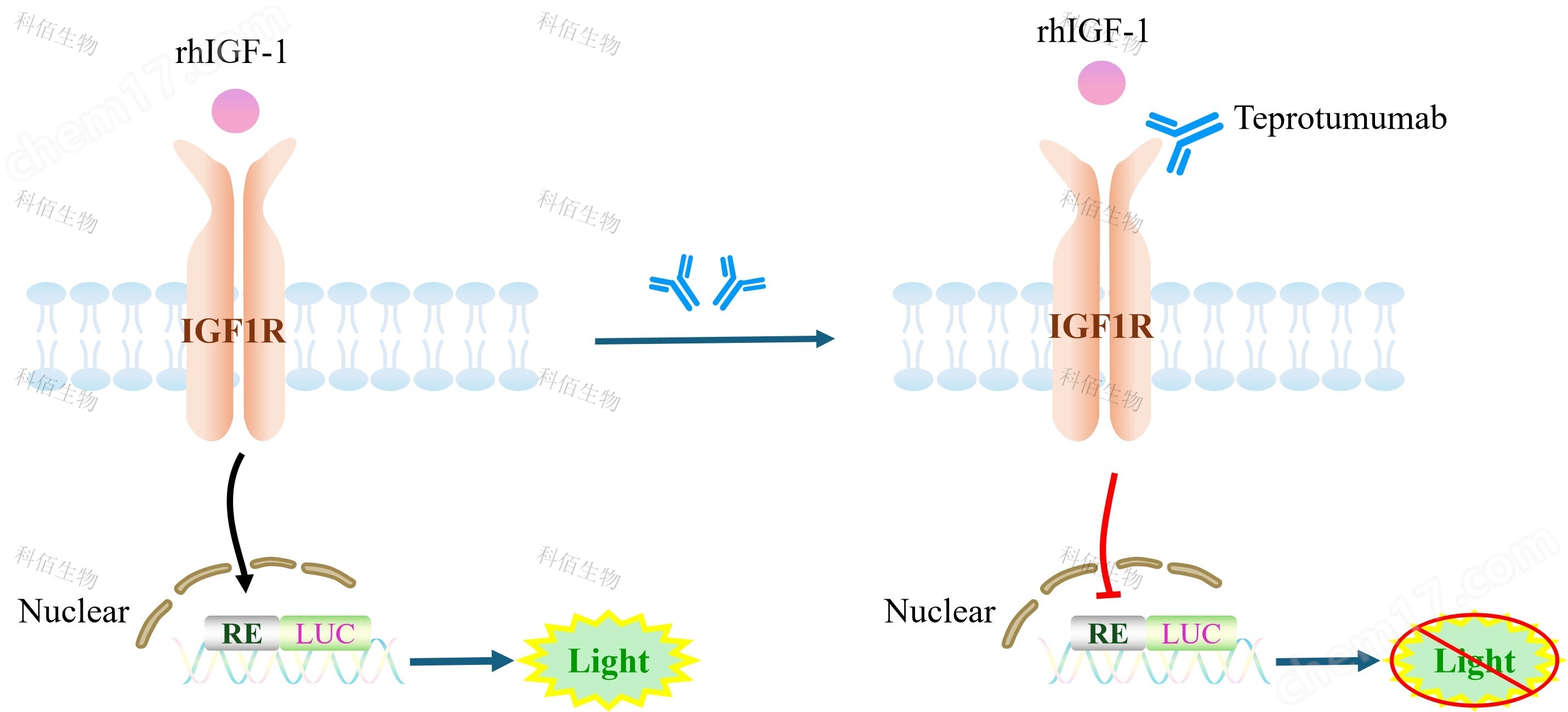 IGF1R Effector Reporter Cell(Suspension)