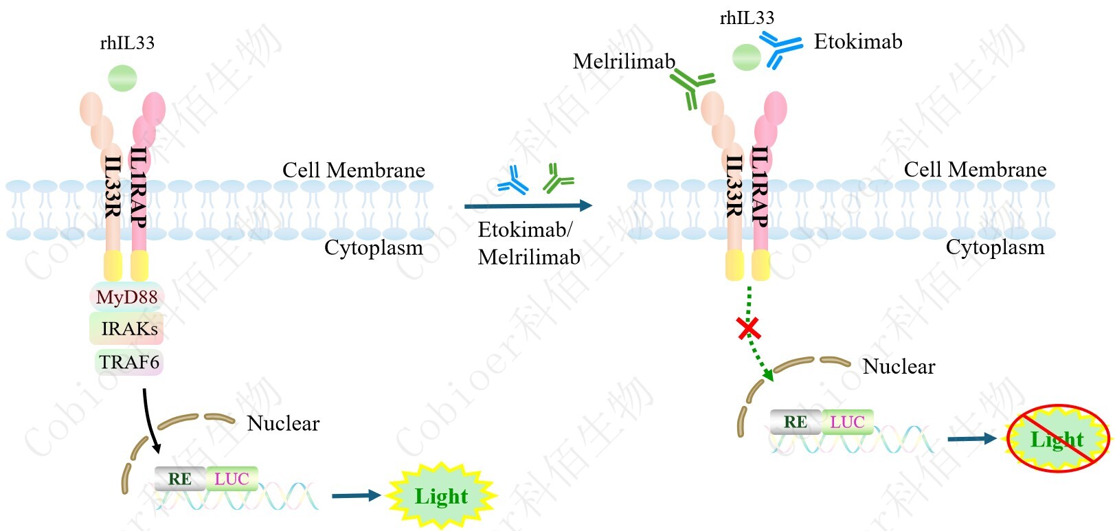 hIL33 Effector Reporter Cell