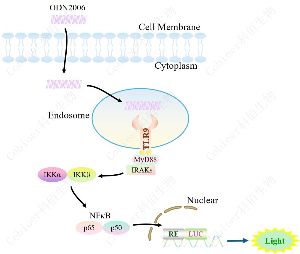 TLR9/NFkB-Luc/HEK293