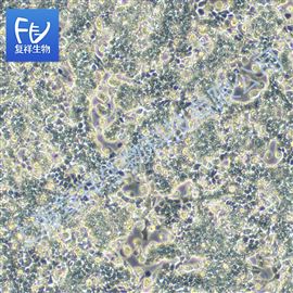 CRL-1671 人子宫内膜癌细胞 RL95-2